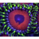 Zoanthus Watermelon Ultra 1 Polyp