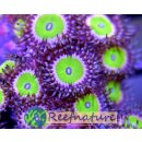 Palythoa Candy Apple Pink 1 Polyp