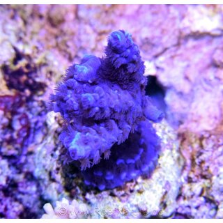 Acropora Gomezi Blue Ultra