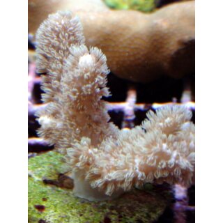 Sinularia Mollis - Weichkoralle
