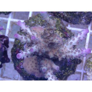 Acropora Loisetteae