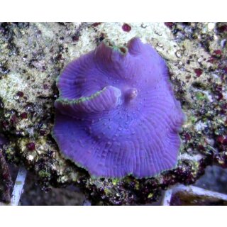 Discosoma - Scheibenanemone LILA