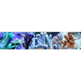 Montipora Paket MEDIUM