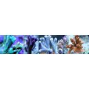 Montipora Paket MEDIUM