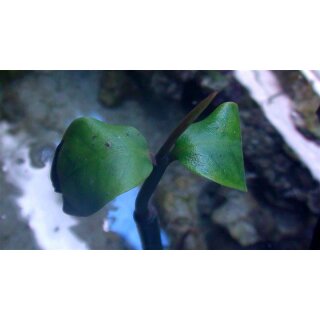 Rhizophora Mangle - Rote Mangrove