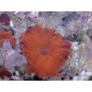 Actinodiscus sp. - Scheibenanemone Rot