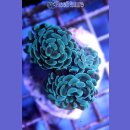 Euphyllia paraancora green - Hammerkoralle small bis 5cm