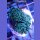 Euphyllia paraancora green - Hammerkoralle small bis 5cm