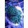 Euphyllia paraancora green- Hammerkoralle medium ab 5cm