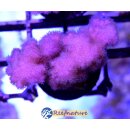 Pocillopora verrucosa