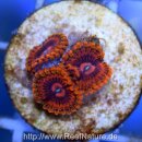 Ultra Zoanthus "Valentine´s Day Massacre" ab 5 Polypen