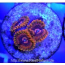 Ultra Zoanthus "Valentine´s Day Massacre" ab 5 Polypen