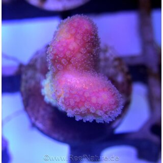 Stylophora Fiji Pink