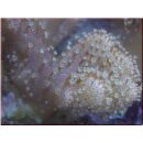Lobophytum sp. 02 - Fingerlederkoralle