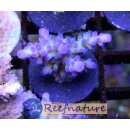 Acropora tortuosa Grade_A (blau/Grün) (Indonesien)