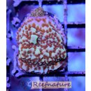 Montipora Purple Rim Jedi Mind Trick