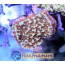 Montipora Purple Rim Jedi Mind Trick