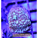 Montipora Purple Rim Jedi Mind Trick