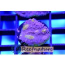 Chalice - Watermelon Chalice Coral, lila, gelbe Augen