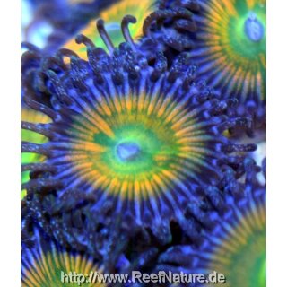 Ultra Zoanthus "Sunny D." ab 2 Polypen