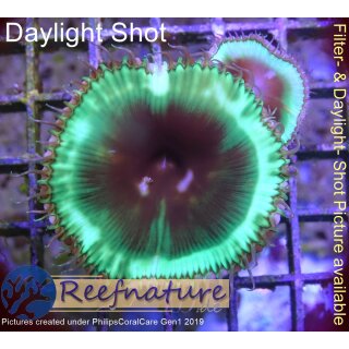 Palythoa Grandis Yellow/Green Glow Cinnamon 1 Polyp