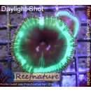 Palythoa Grandis Yellow/Green Glow Cinnamon 1 Polyp