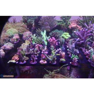 Ablegersteine Kunststoff - Reef Disc Ø27mm mit...
