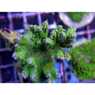 Montipora Star Wars