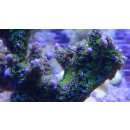 Montipora Star Wars