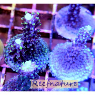 Acropora sp - Green tips