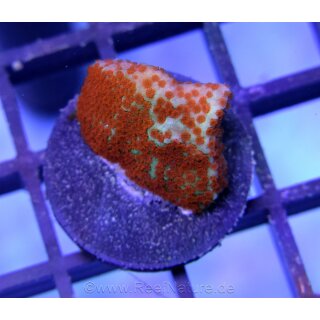 Montipora Chili Pepper