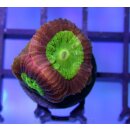 Favia Dragon Soul 1 Polyp
