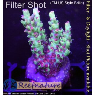 Acropora microclados Strawberry Shortcake (Australien)