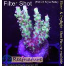 Acropora microclados Strawberry Shortcake (Australien)