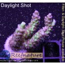 Acropora microclados Strawberry Shortcake (Australien)