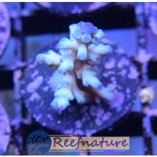 Acropora Echinata Icefire (small)