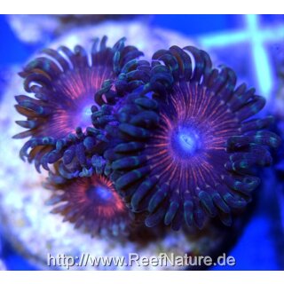 Palythoa sp Lila 2 Polyp