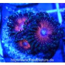 Palythoa sp Lila 2 Polyp