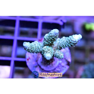 Acropora Millepora Grün, blaue Spitzen - Kleinpolypige Steinkoralle