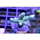Acropora Millepora Grün, blaue Spitzen - Kleinpolypige Steinkoralle