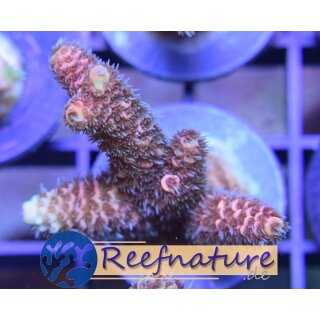 Acropora Millepora Rot - Kleinpolypige Steinkoralle