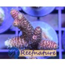 Acropora Millepora Rot - Kleinpolypige Steinkoralle