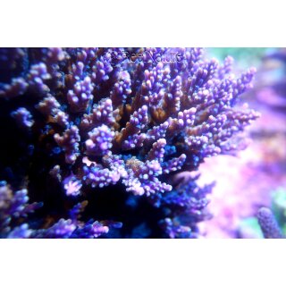 Acropora nana Purple tip Tricolora