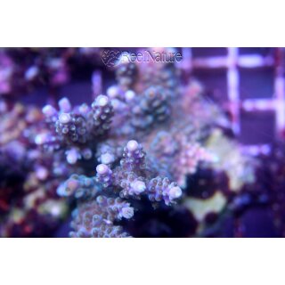 Acropora nana Purple tip Tricolora