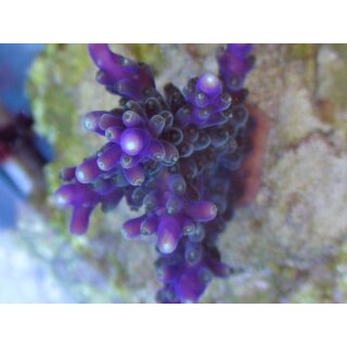 Acropora nana Purple tip Tricolora