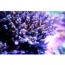 Acropora nana Purple tip Tricolora