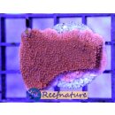 Montipora Hodgsoni - Rote Platte ∅2-5cm (lose, ohne...