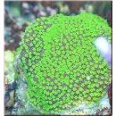 Montipora hoffmeisteri - Australische Montipora