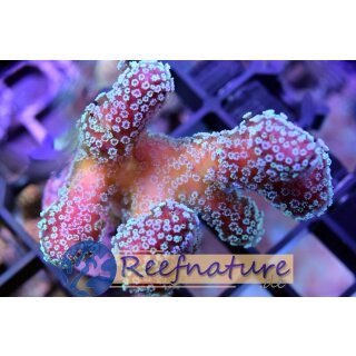 Stylophora rainbow Blue