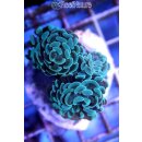 Euphyllia paraancora Türkis - Hammerkoralle